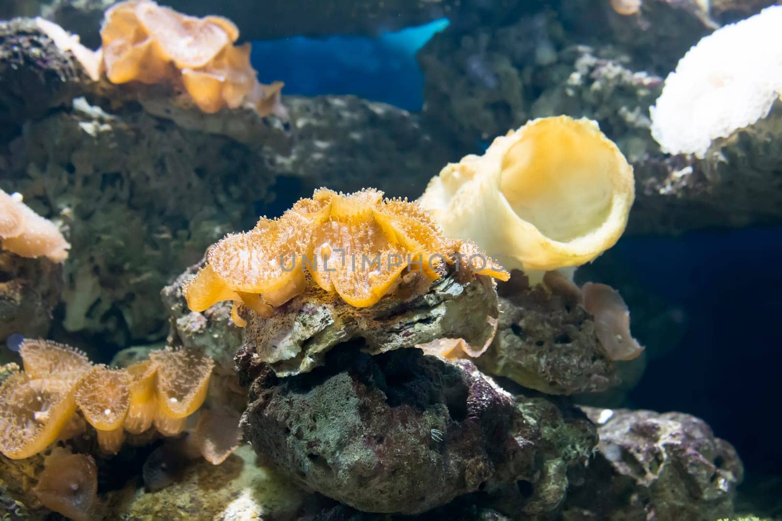 coral and ocean