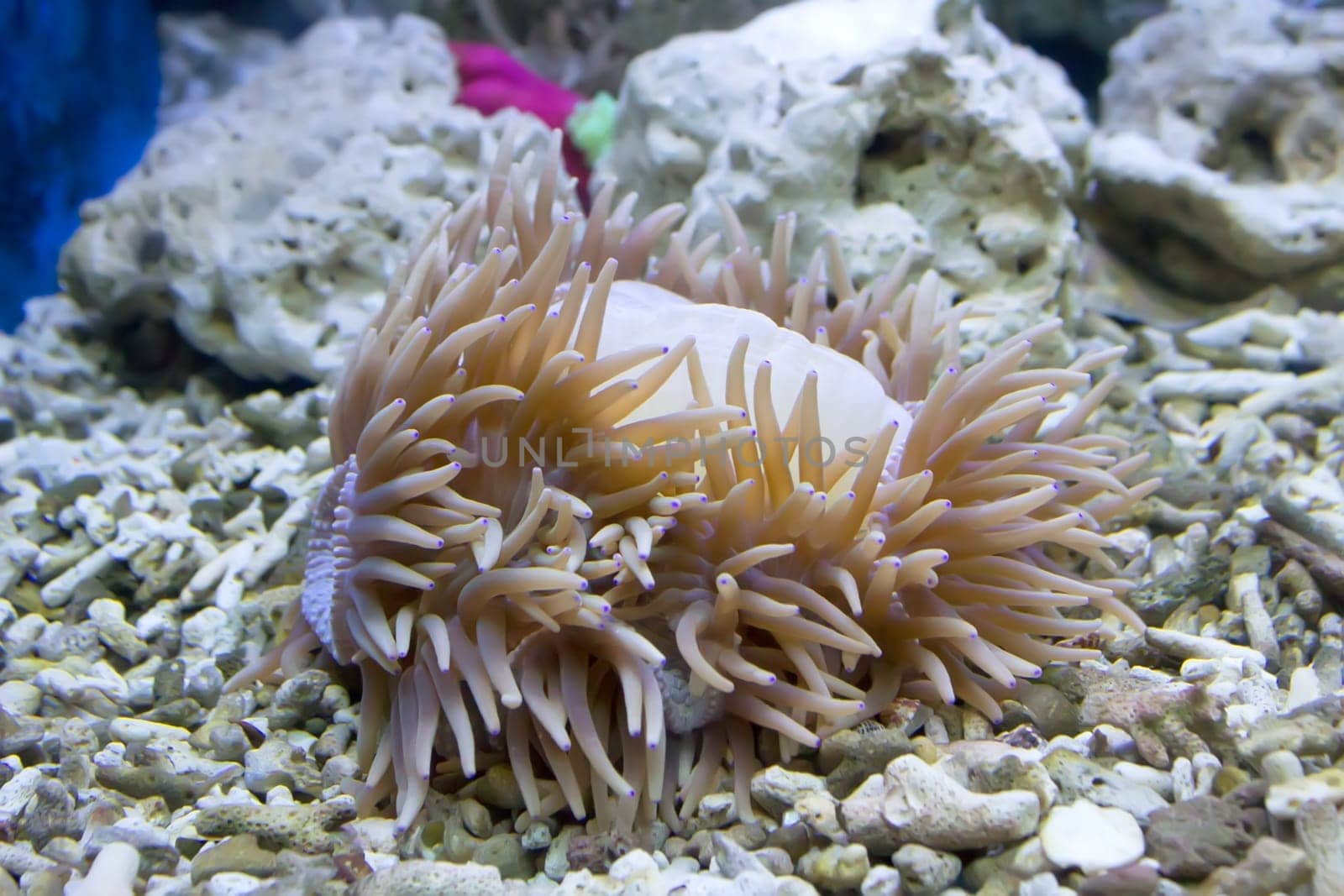 coral and ocean