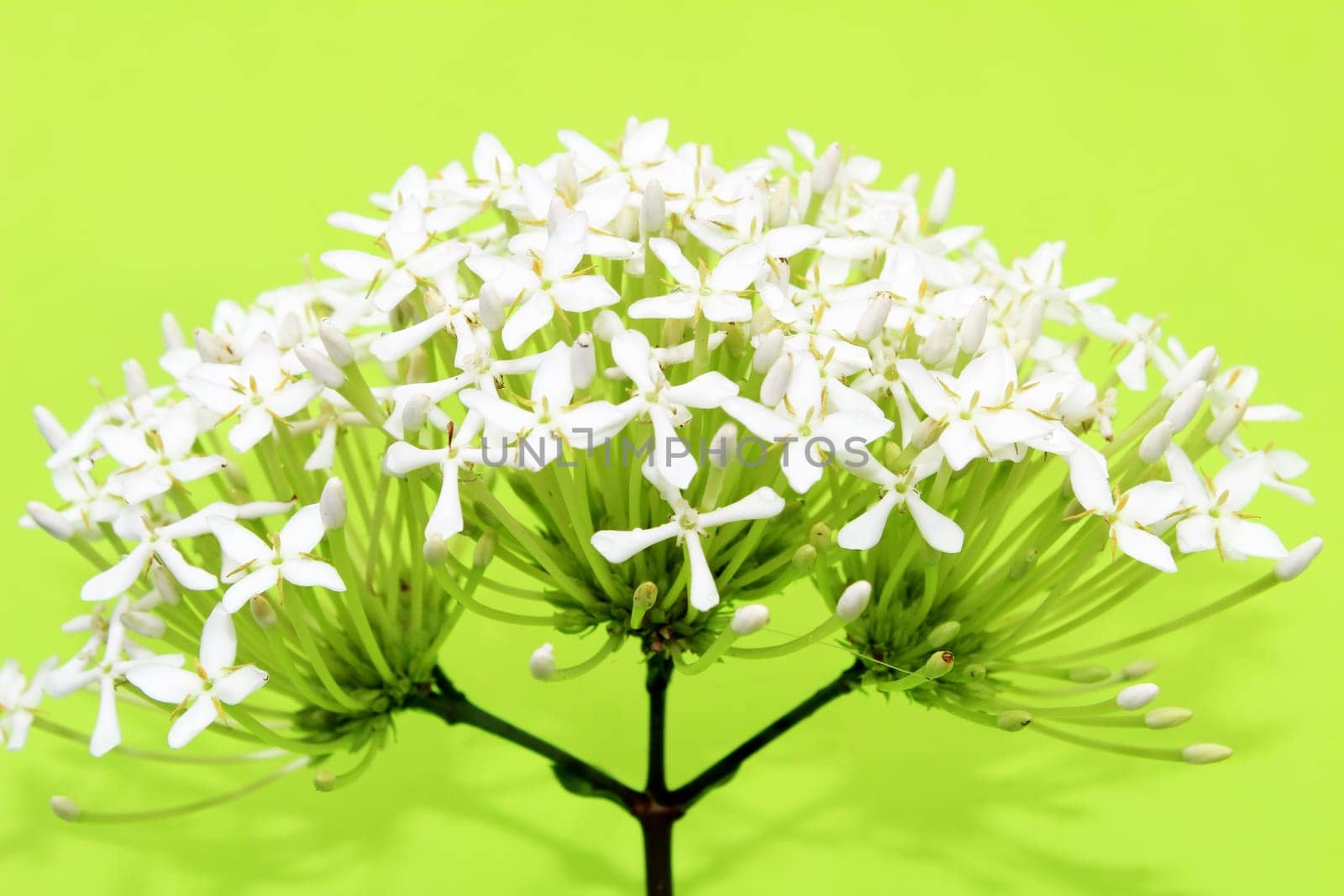 Daisies on green background