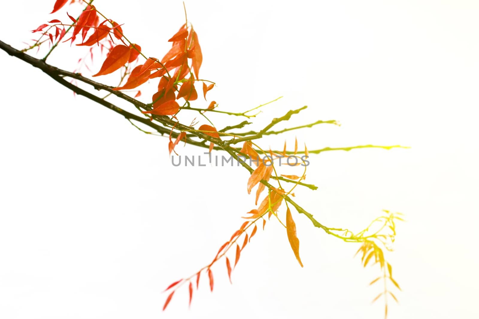 red leaves