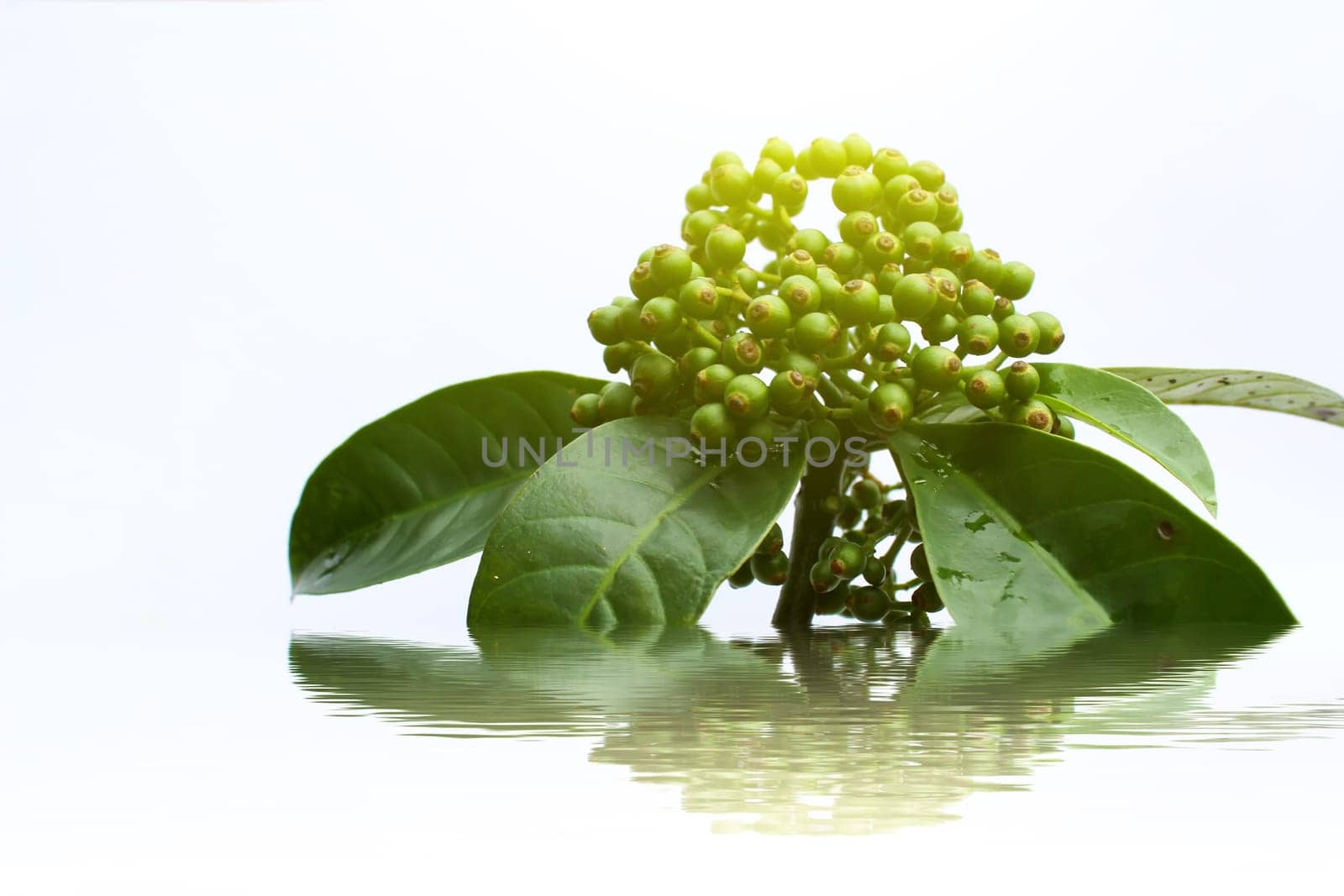 fresh green fruit isolated on a white background