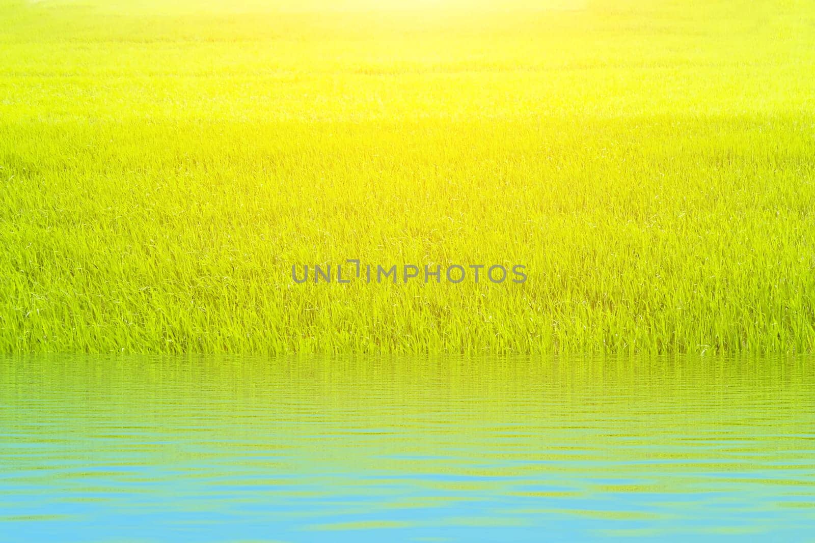 paddy rice in field