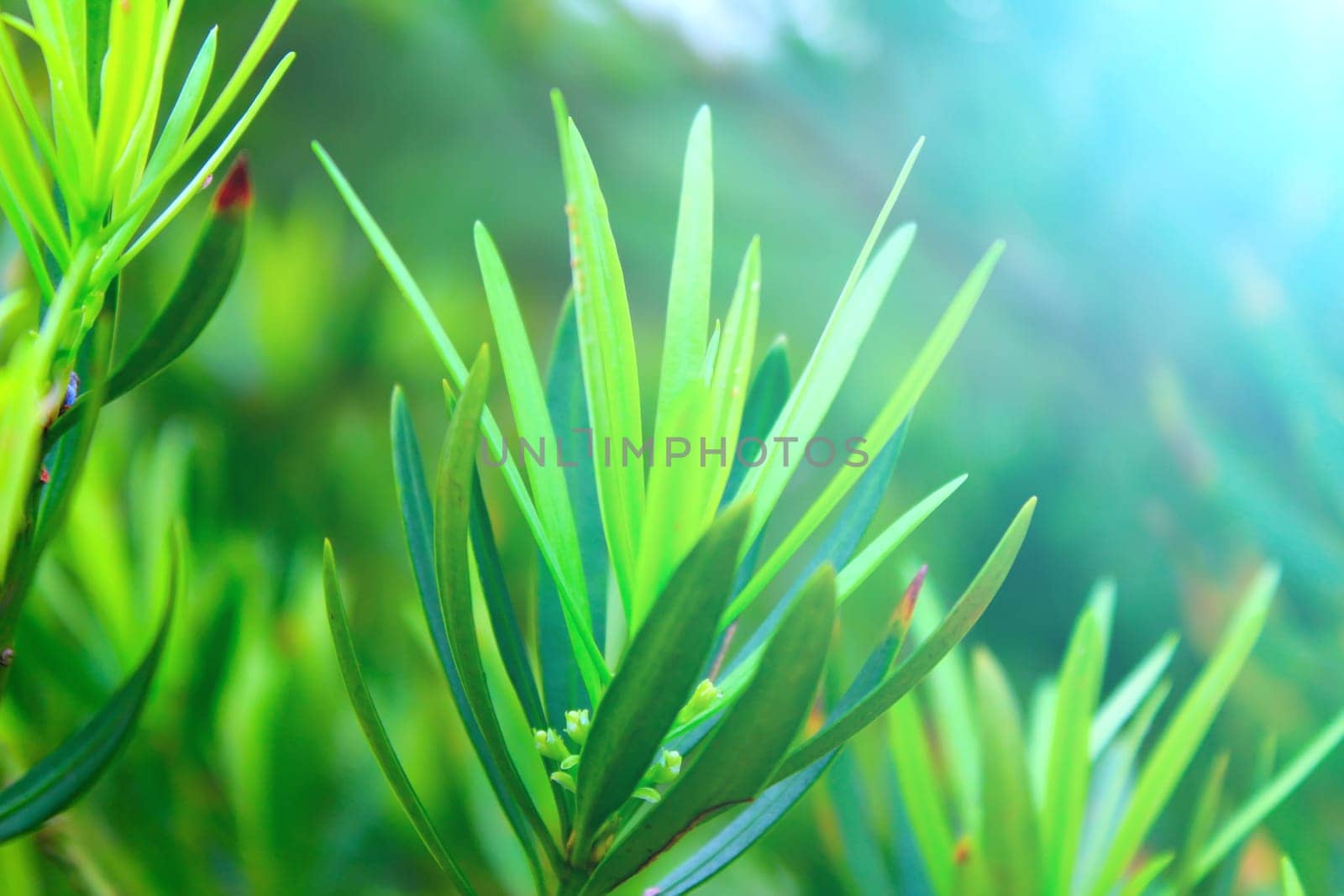 Green bud