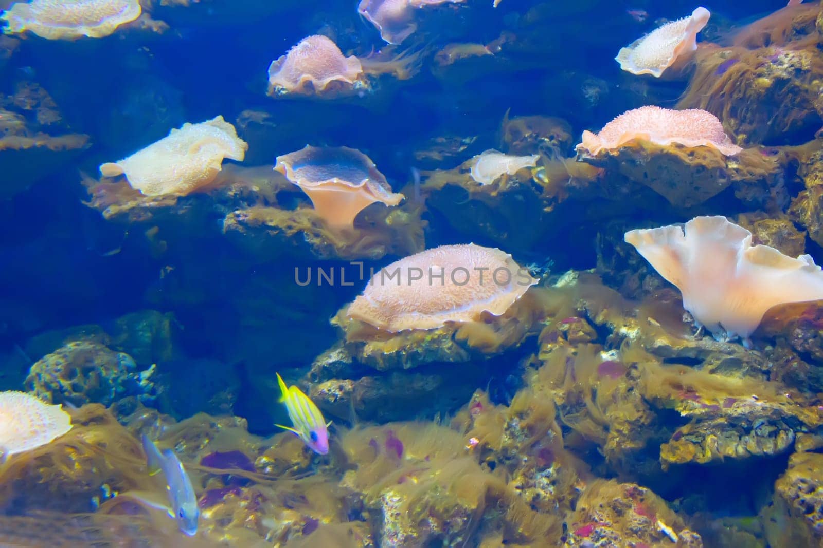 anemonefish in colorful coral