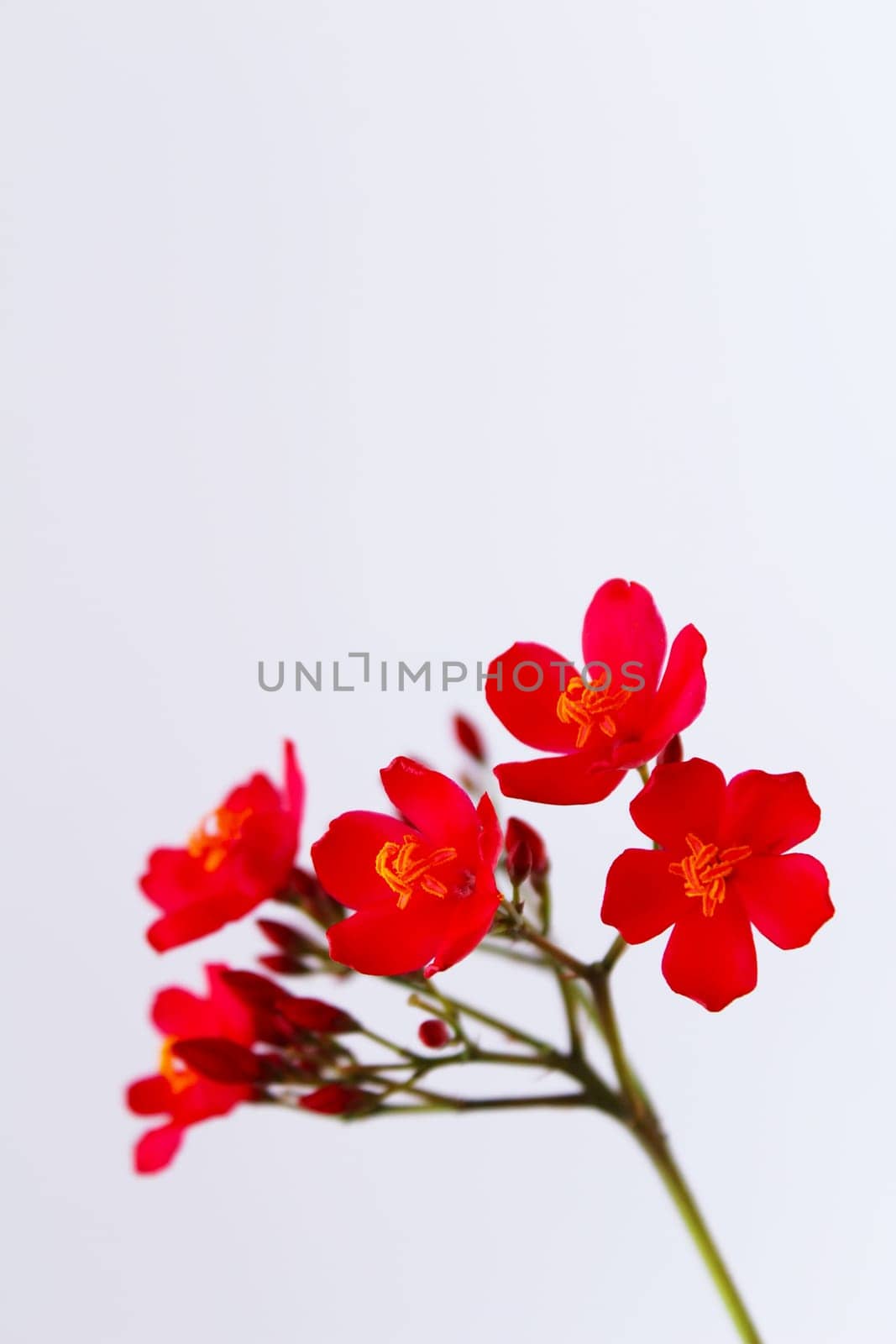 red flowers isolated on white background