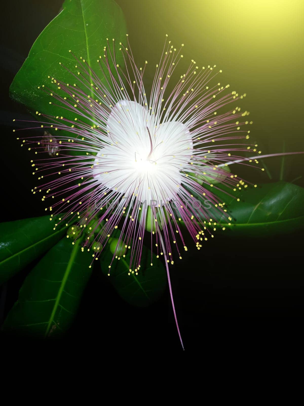 purple flower on a black background