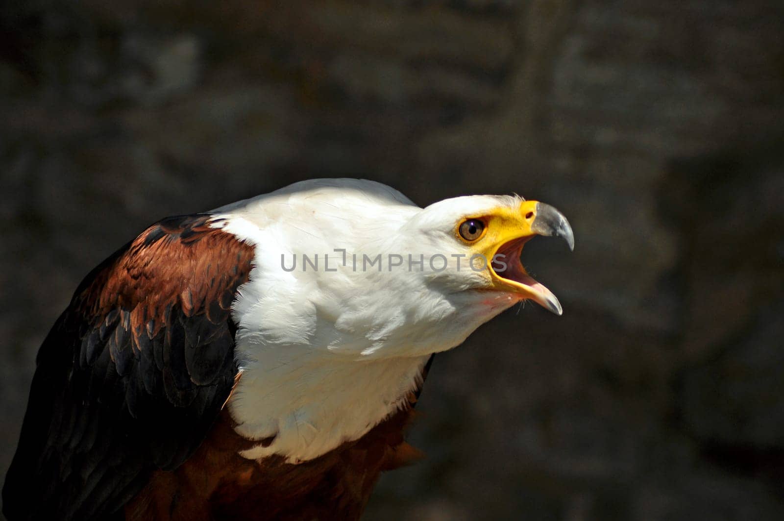 Ice Eagle