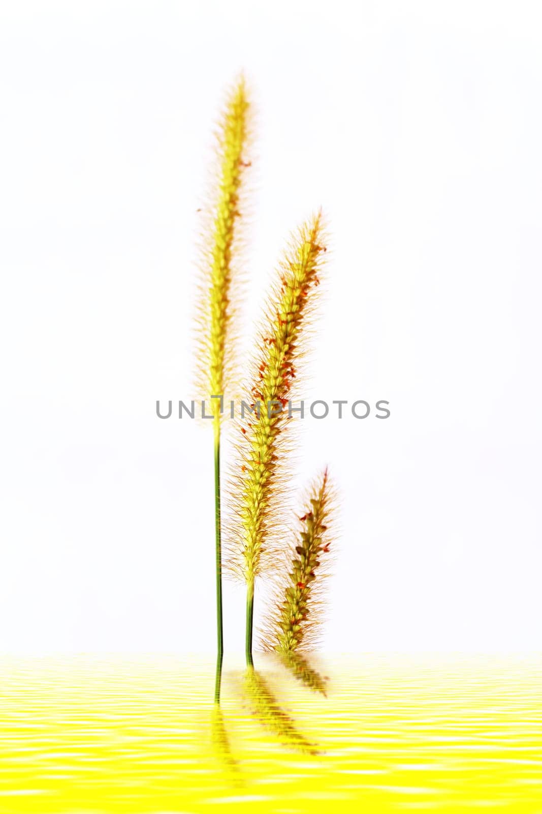 grass isolated on white background