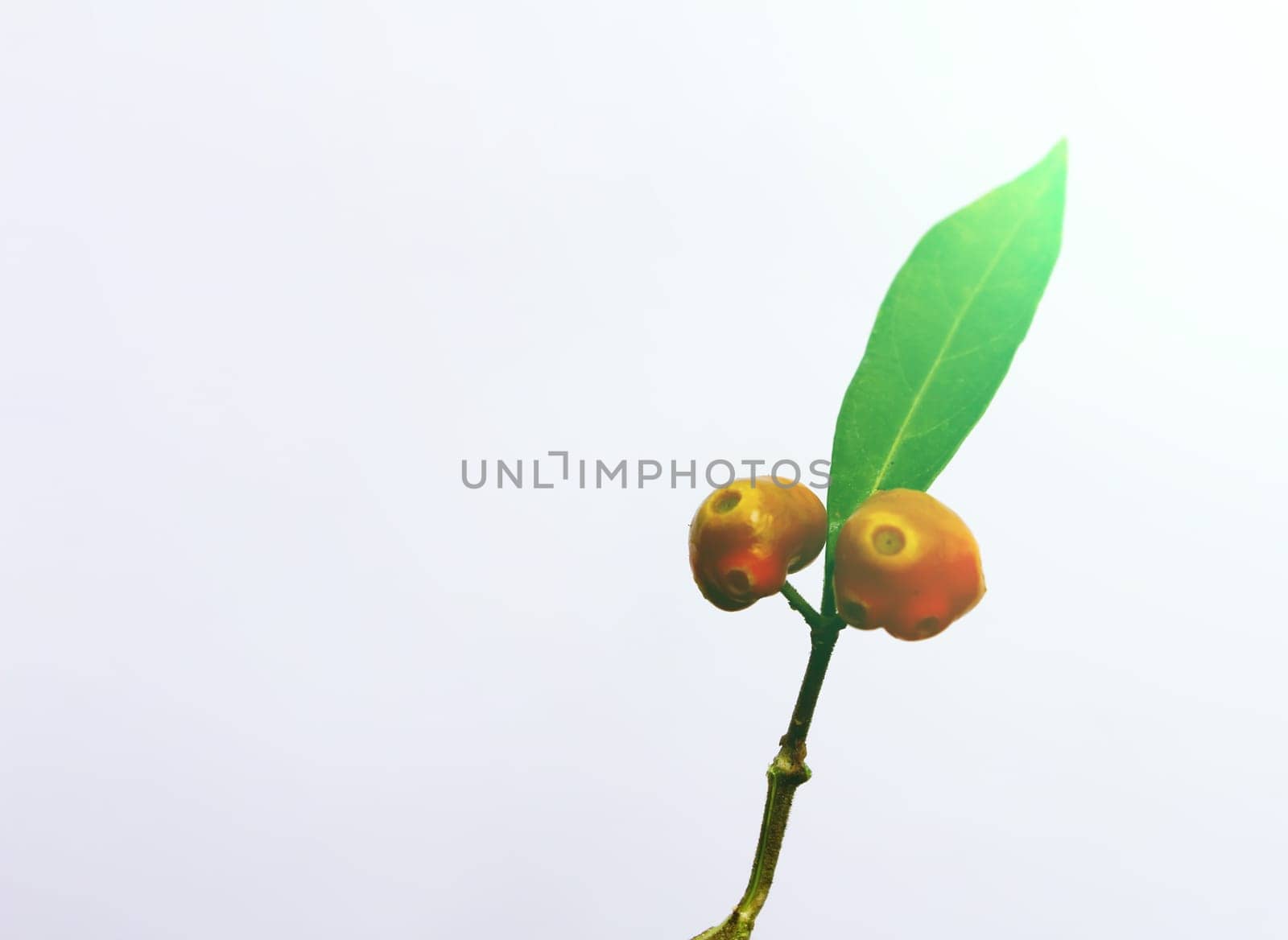 leaf and fruit