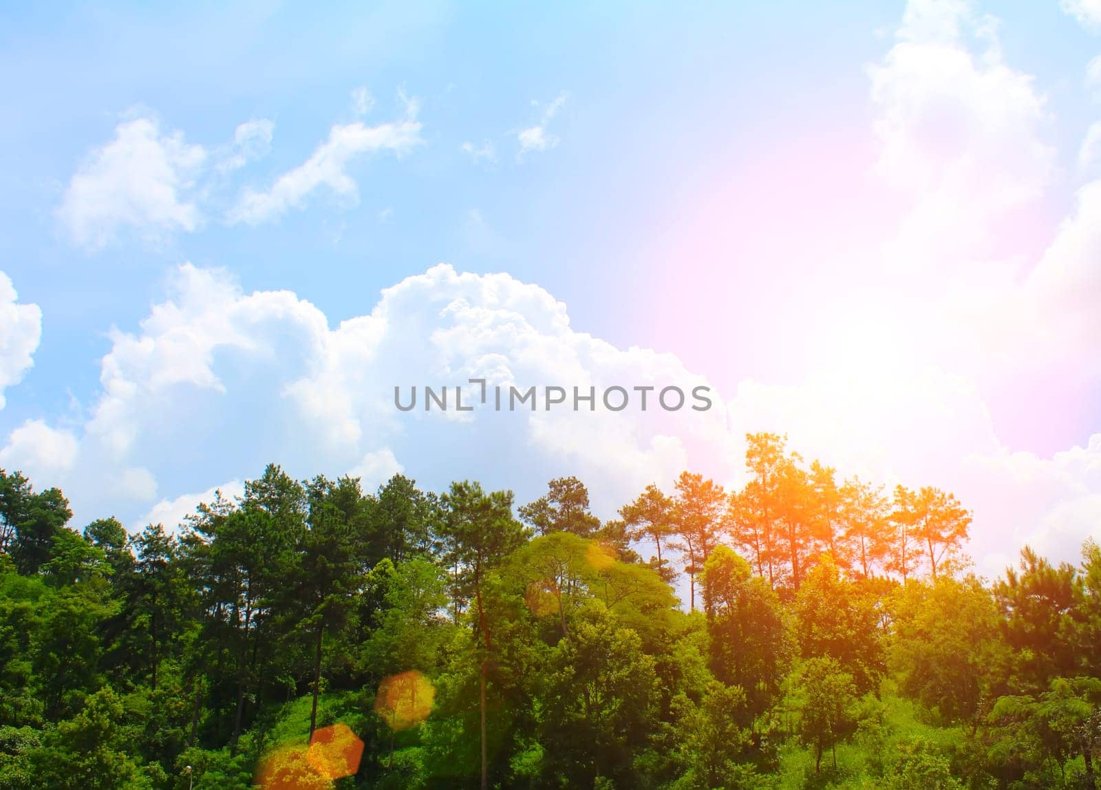 pine forest