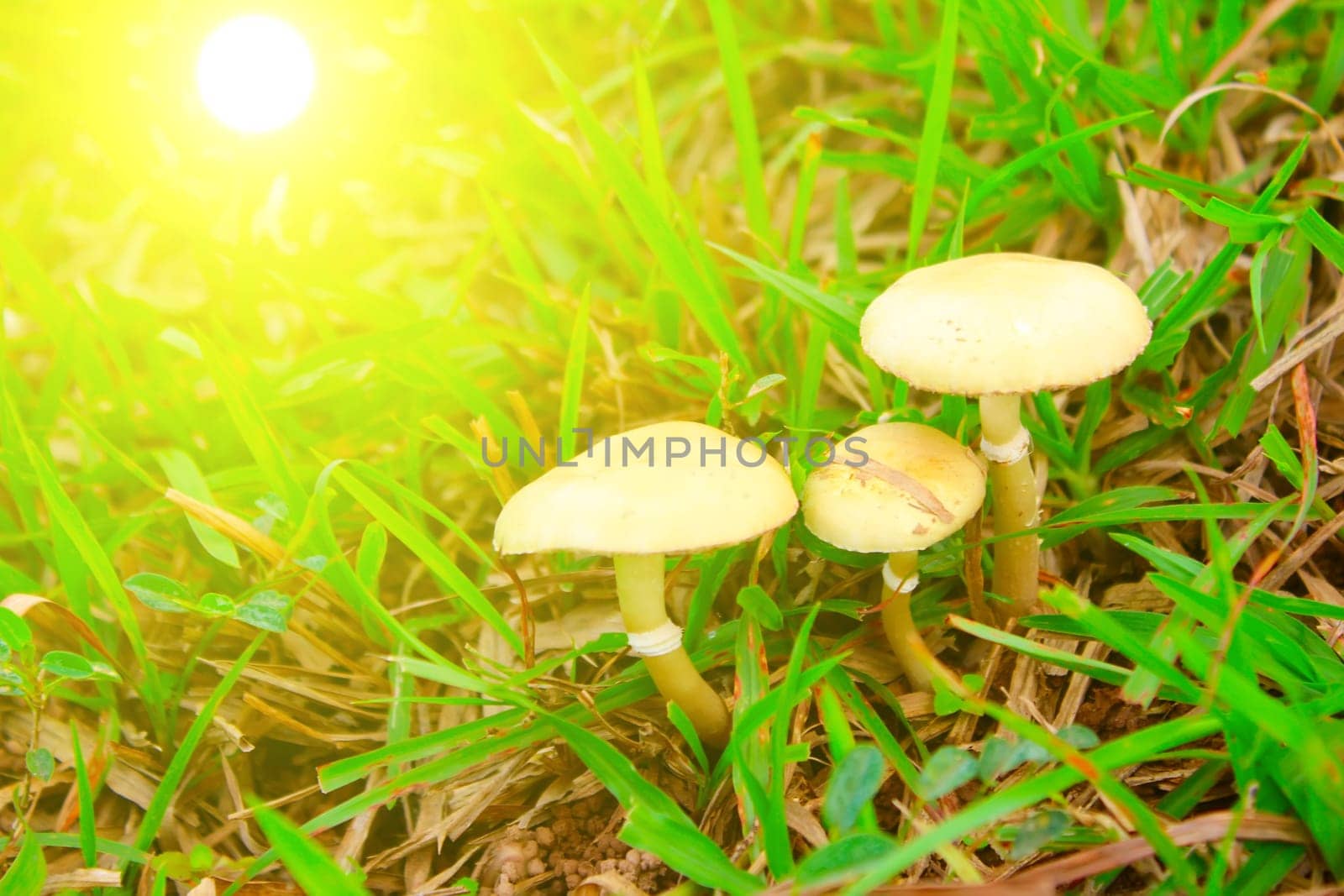 toadstool mushroom in nature