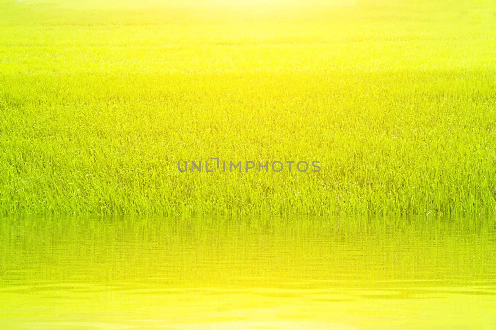 paddy rice in field