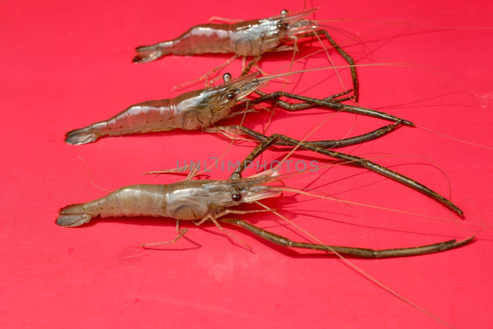 Fresh Shrimp
