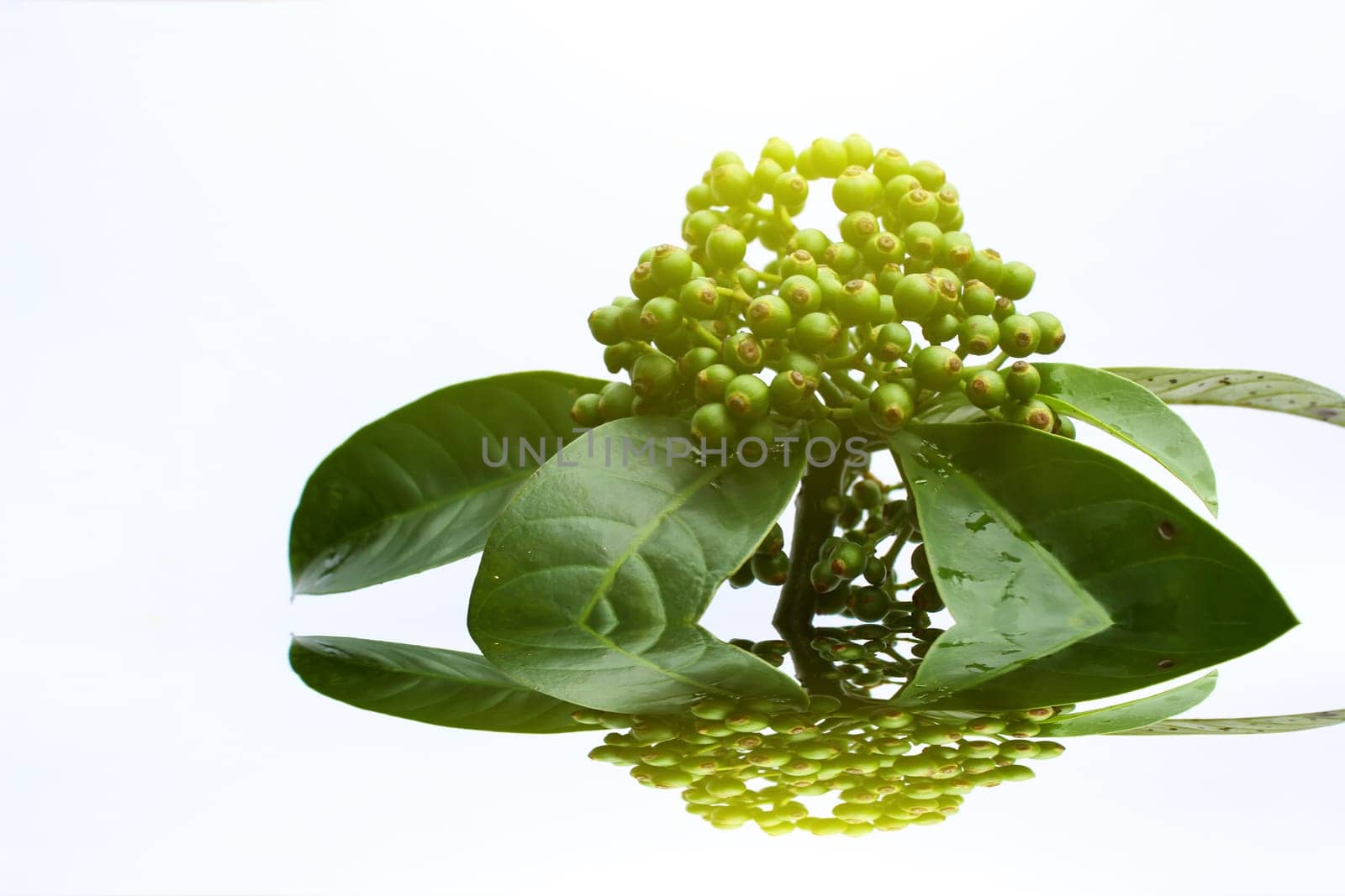 fresh green fruit isolated on a white background