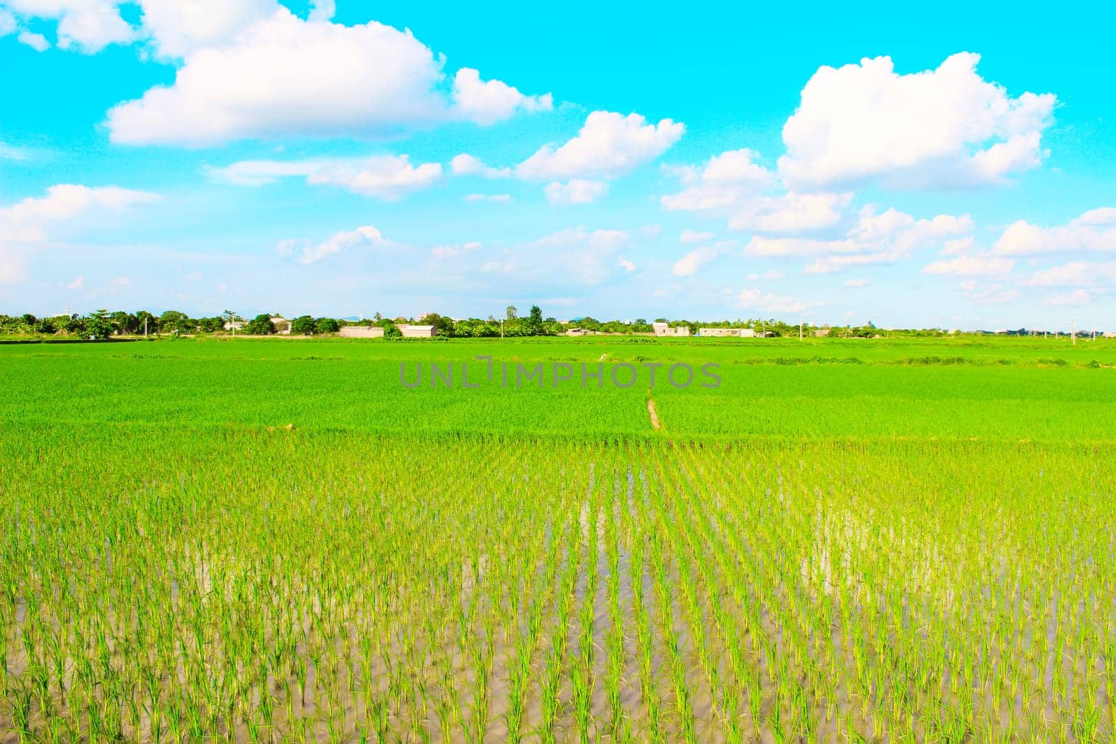 Green field under blue sky