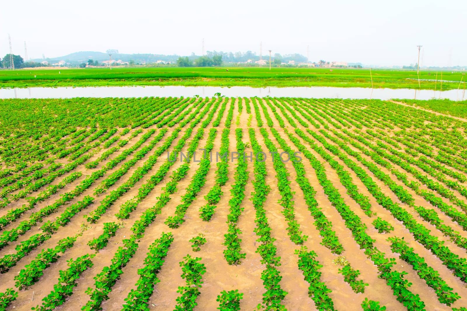 Peanuts fields