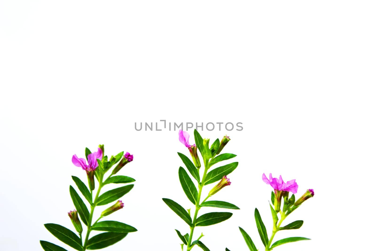 petunia
