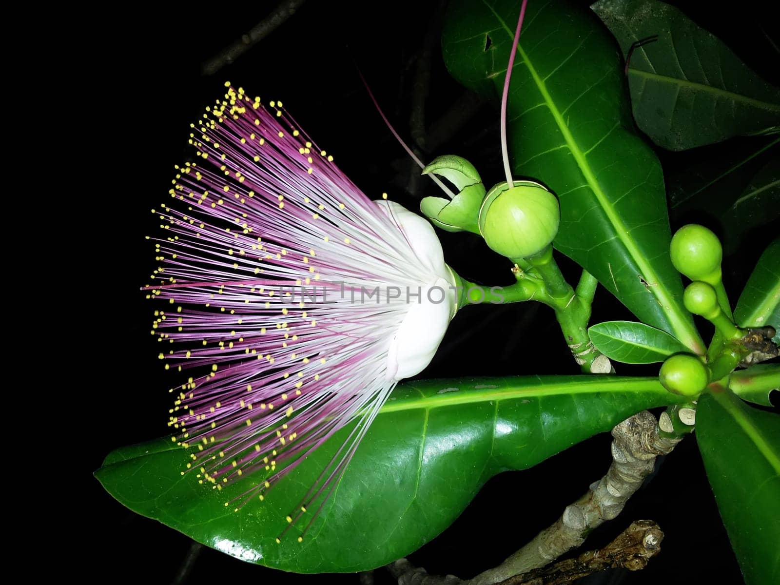 violet flowers isolated on black background