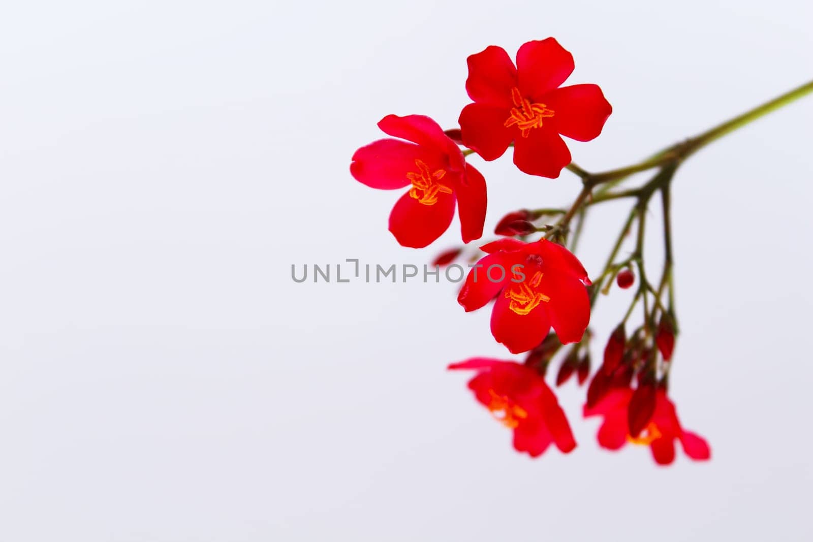 red flowers isolated on white background
