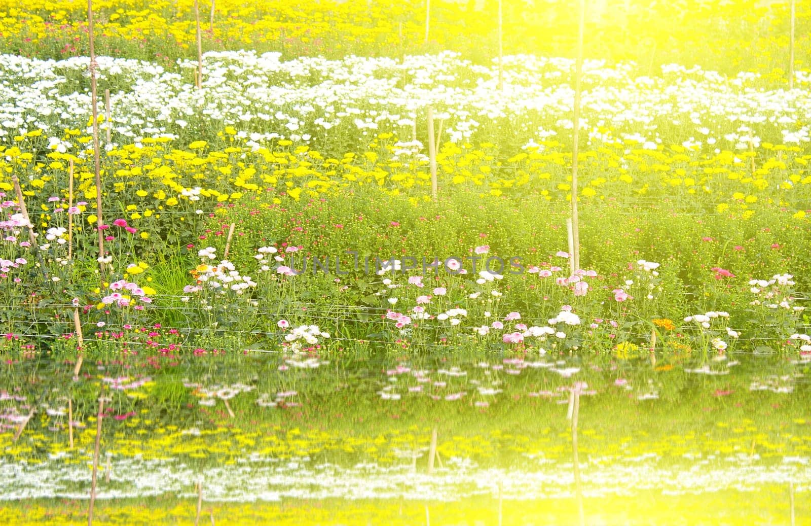 colorful spring flowers