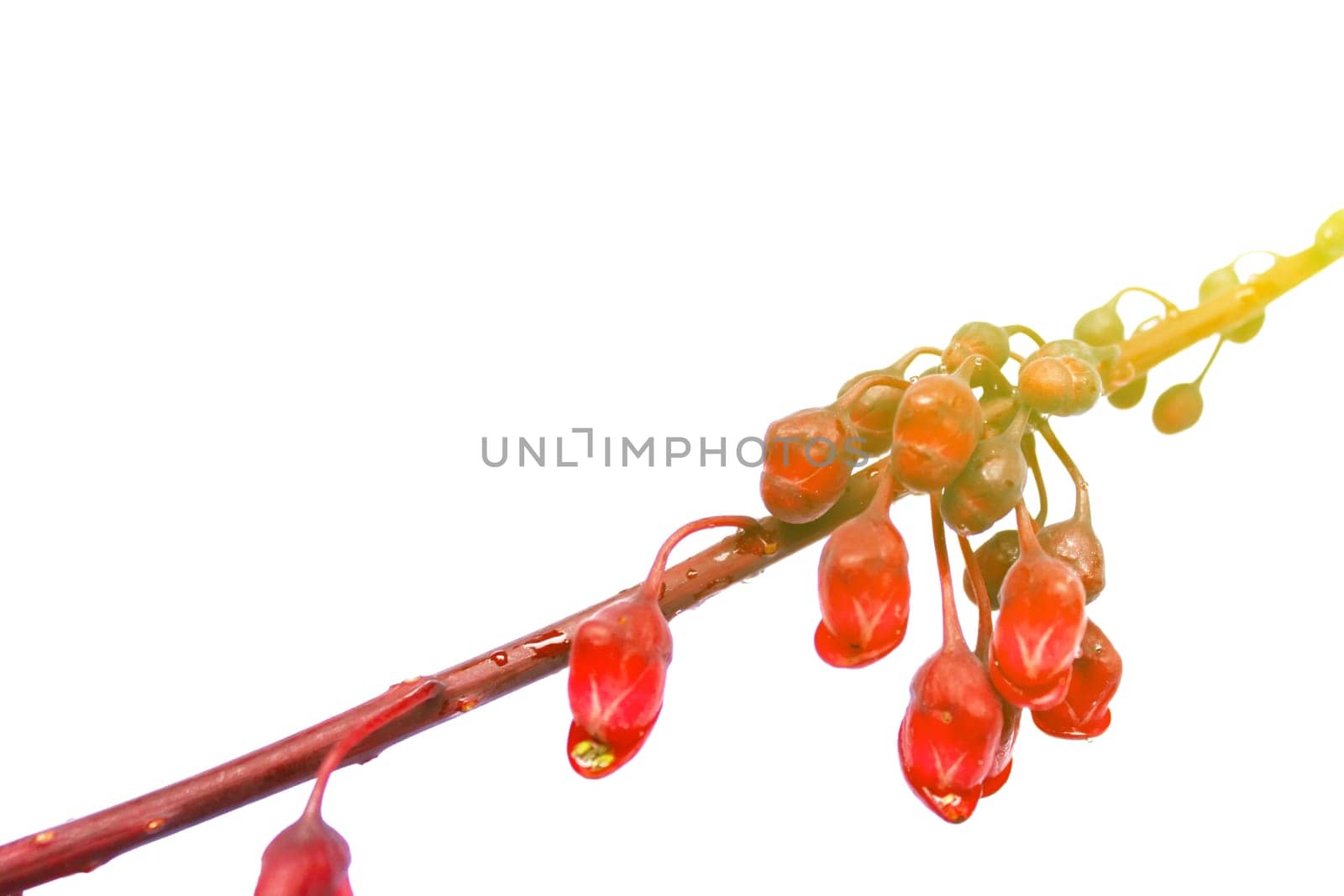 red flowers