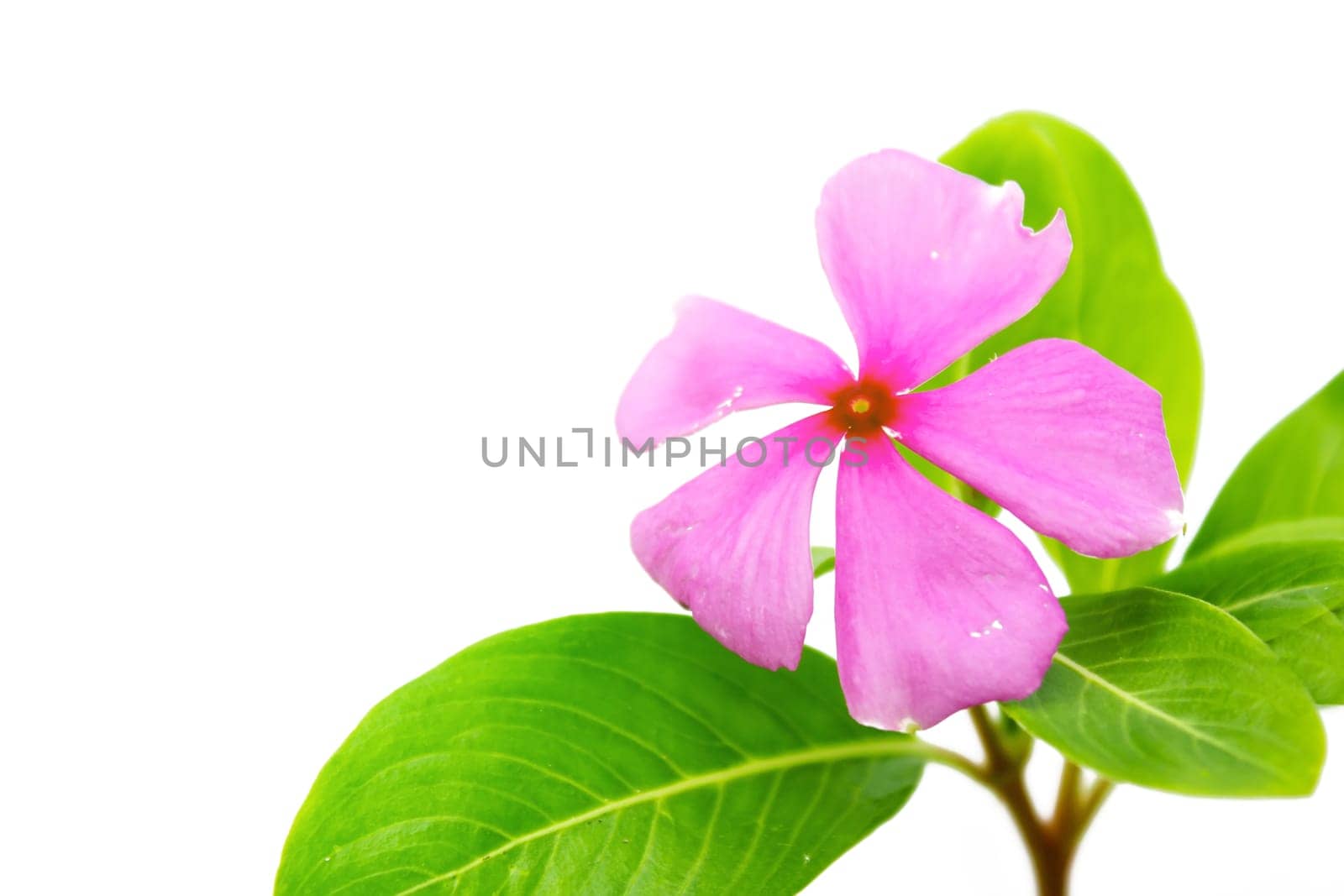 Beautiful pink flower white background
