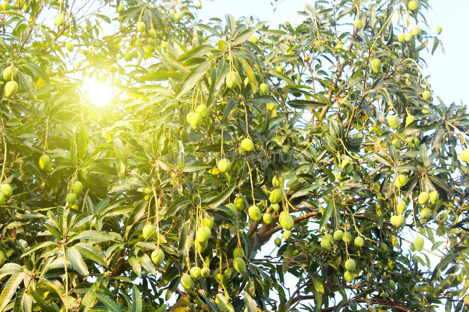 mango on the tree