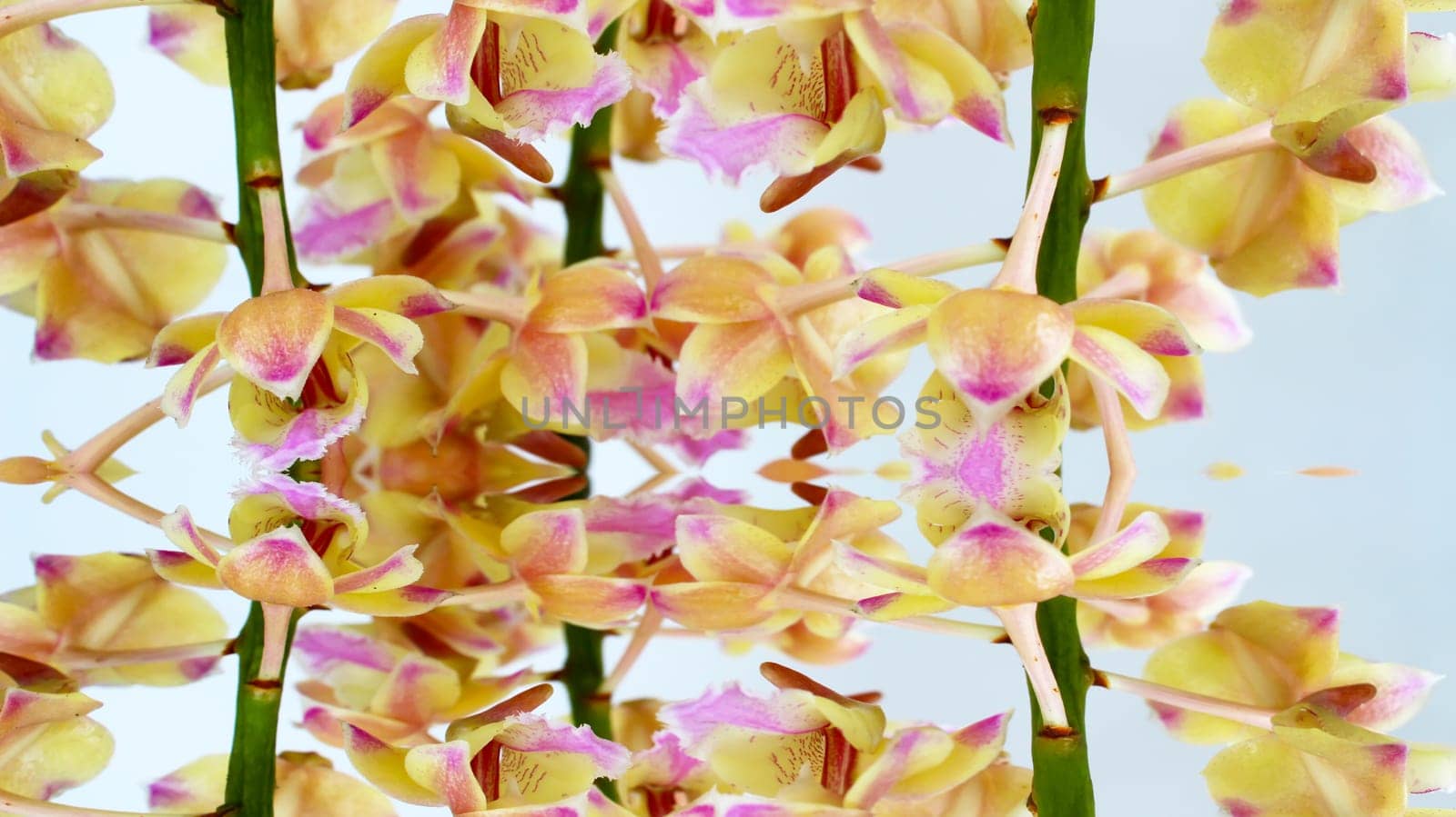 orchid isolated on white background