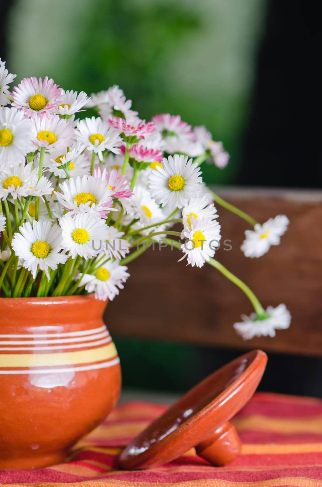 Beautiful daisy flowers in a pot