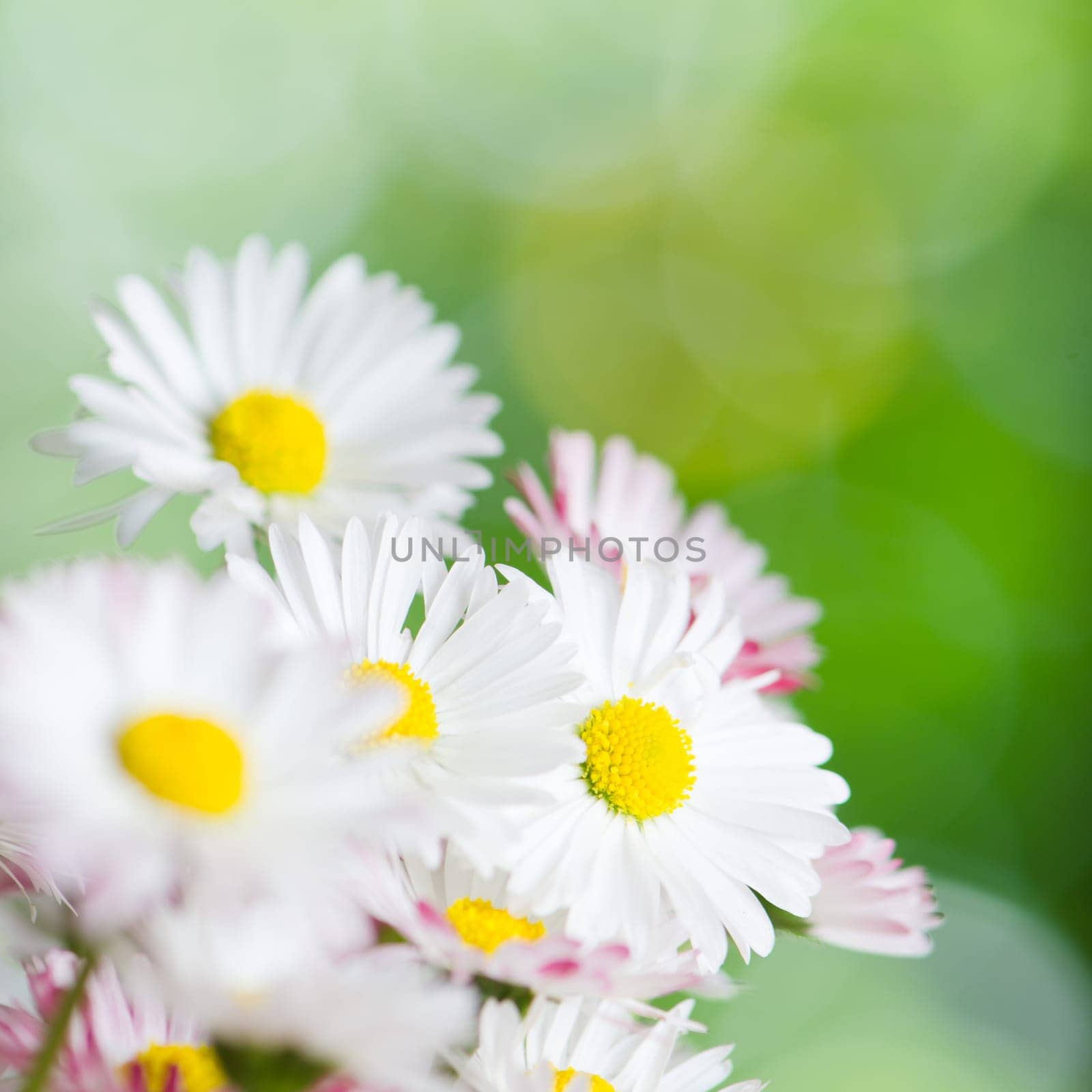 Beautiful daisy flowers, close-up. Summer background