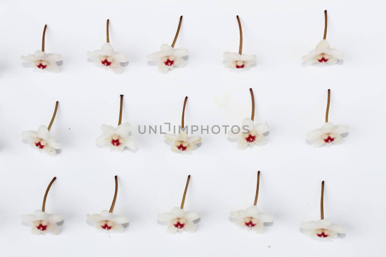 White flower isolated on white background