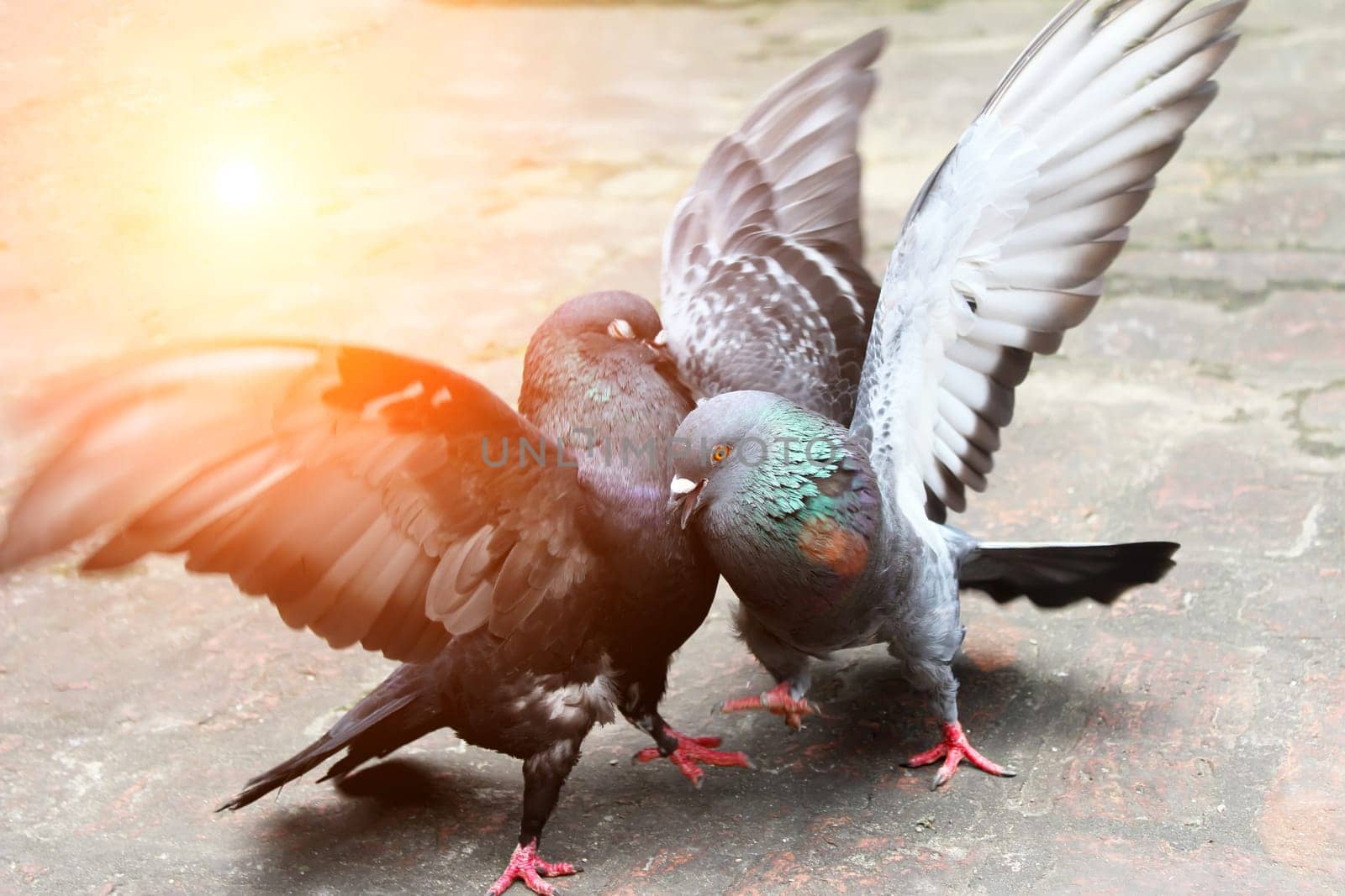 pair of pigeons fighting