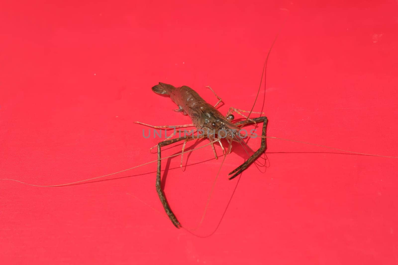 Fresh Shrimp