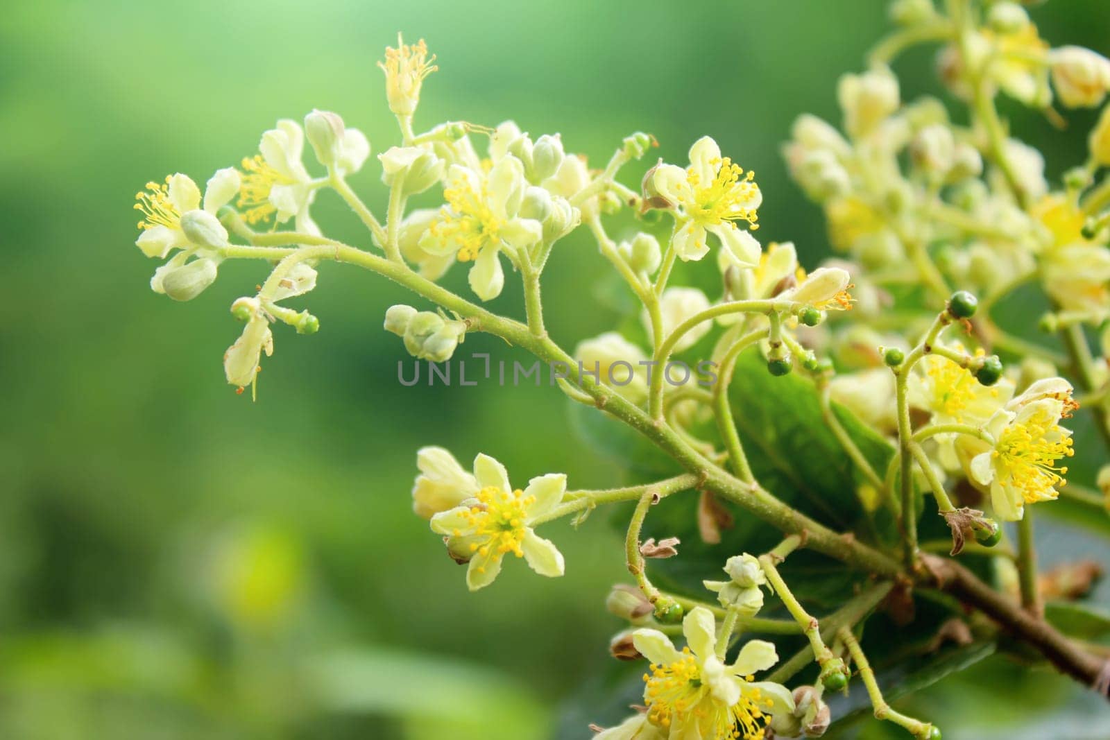 Spring blossoms background