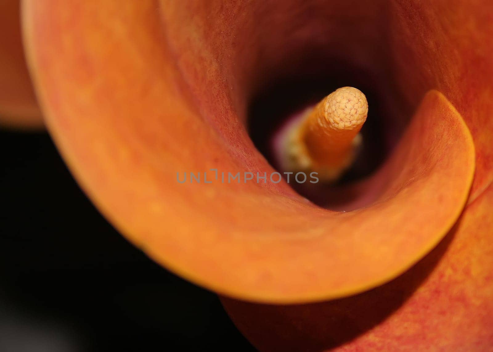 orange flower isolated