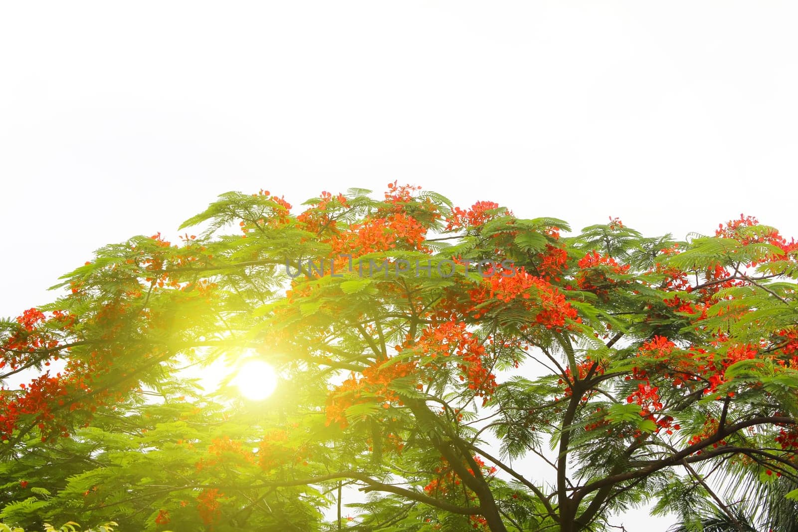 red flower blooming