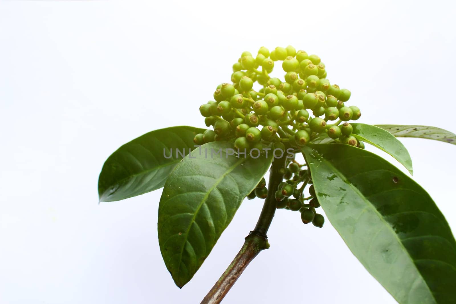 fresh green fruit isolated on a white background