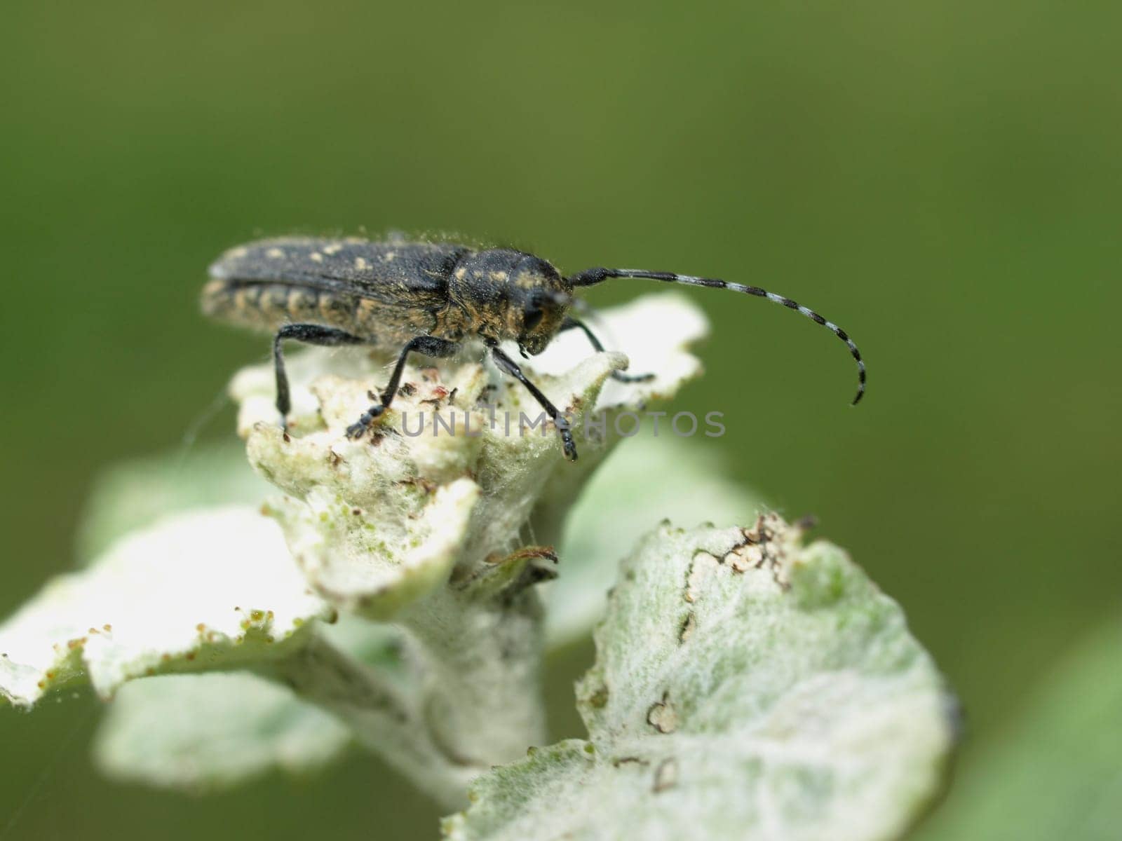 small poplar beetle