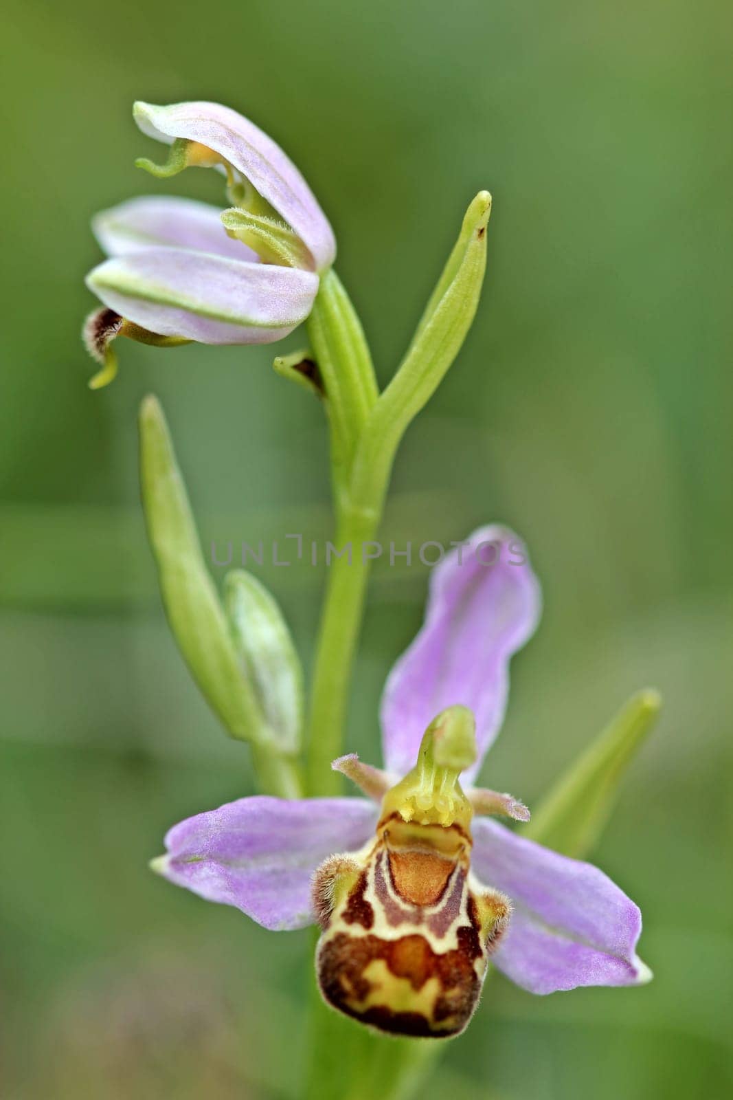 Bee orchid (Ophrys apifera) on the Dörnberg