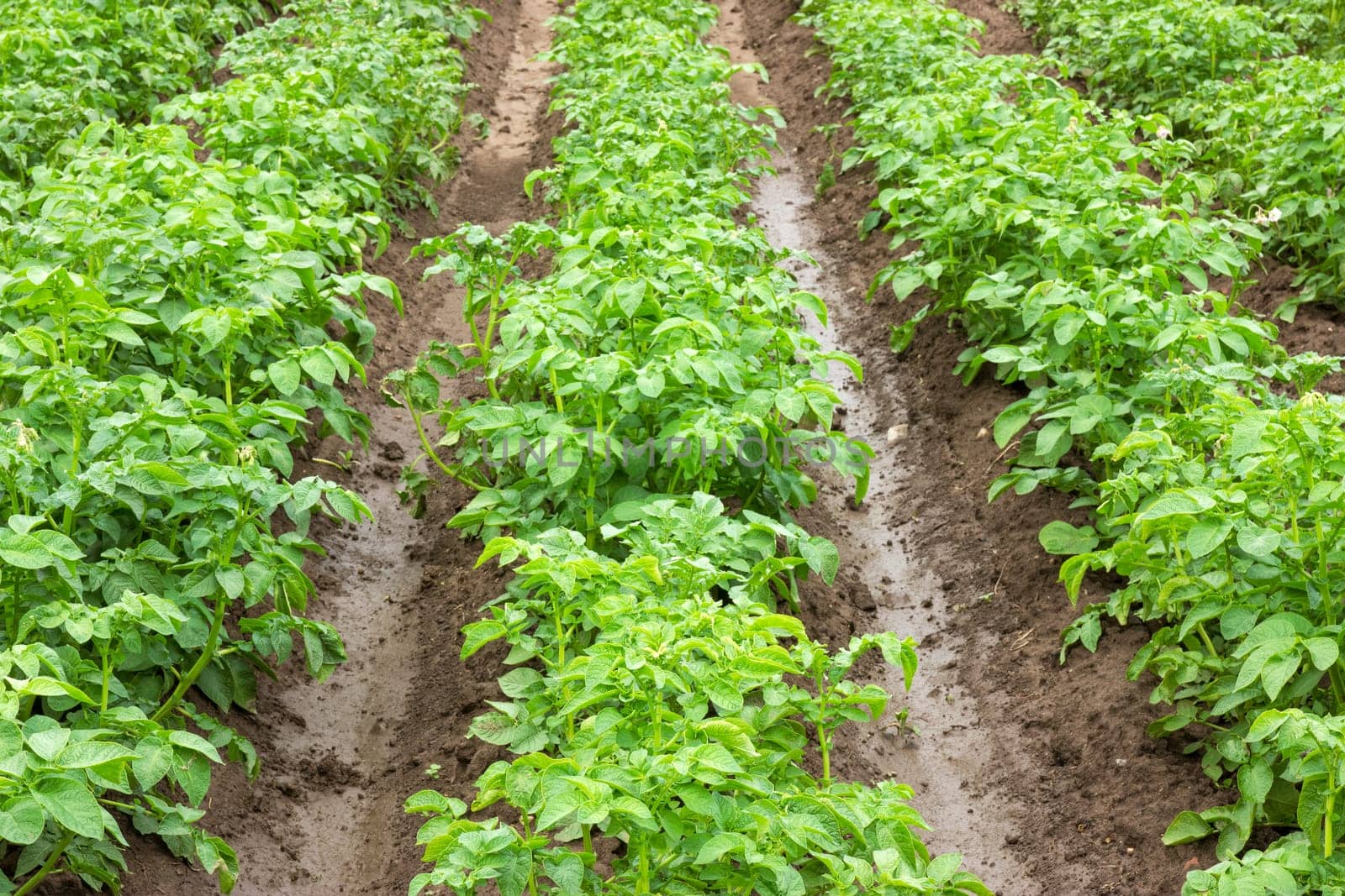 Field with rows of growing organic potatoes