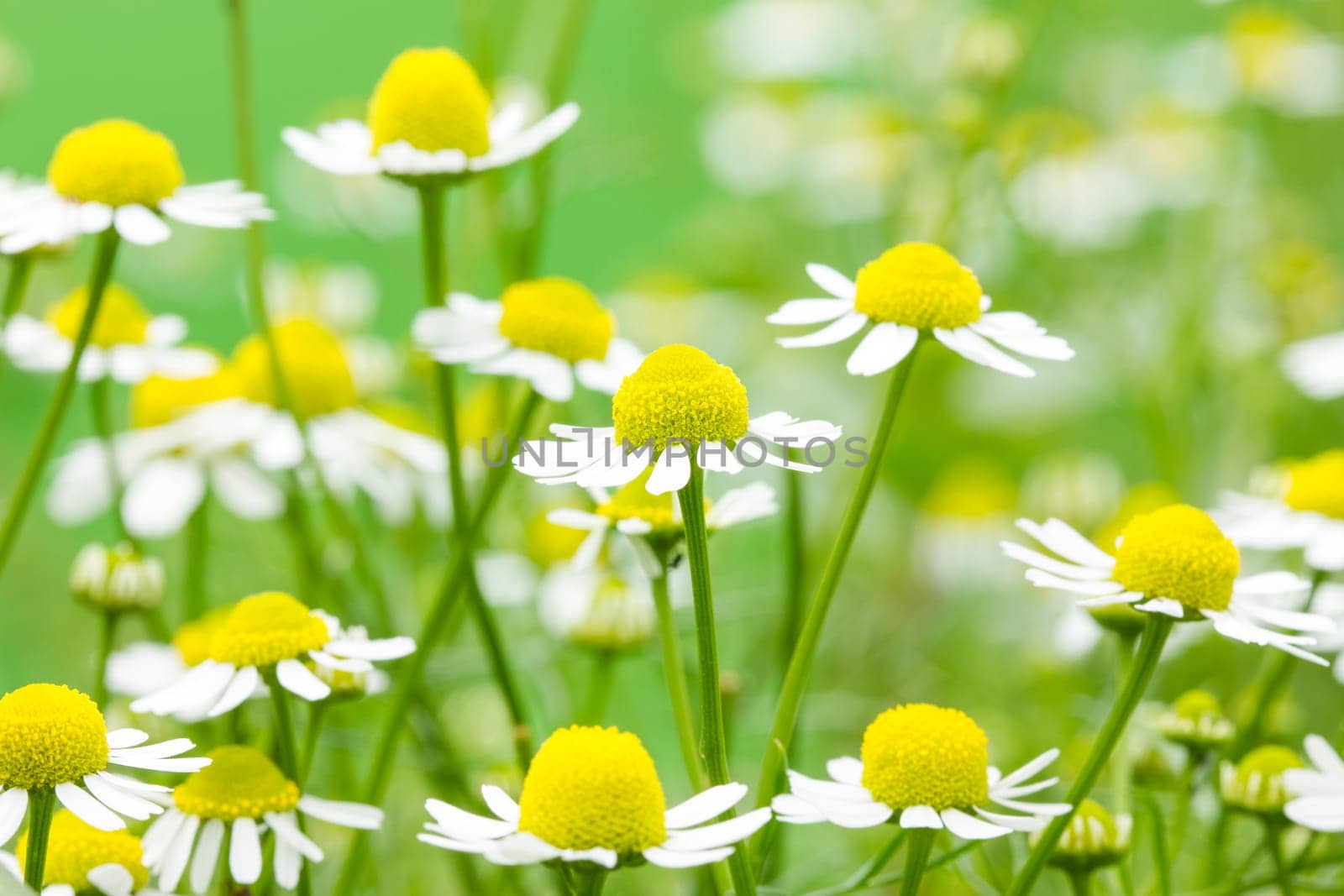 White and yellow daisies blooming in a summer field