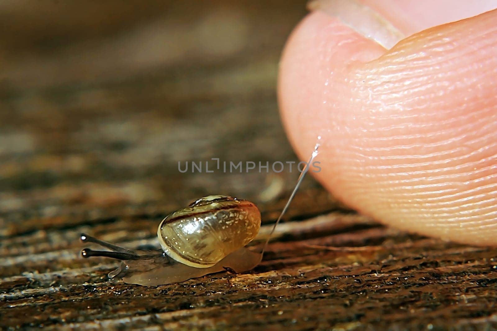 Big Finger - Small Snail