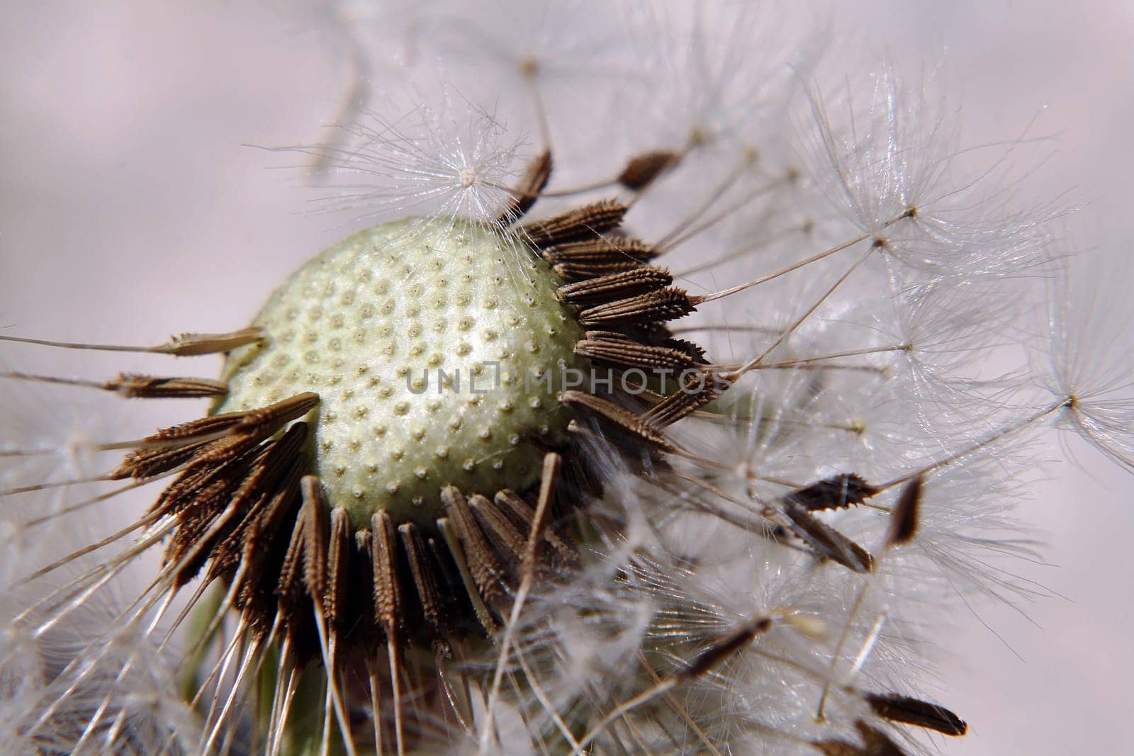 Close-up of a dandelion