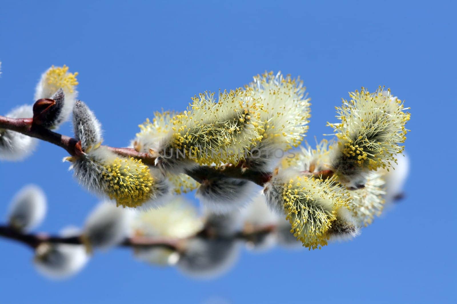 Flowering palm catkins