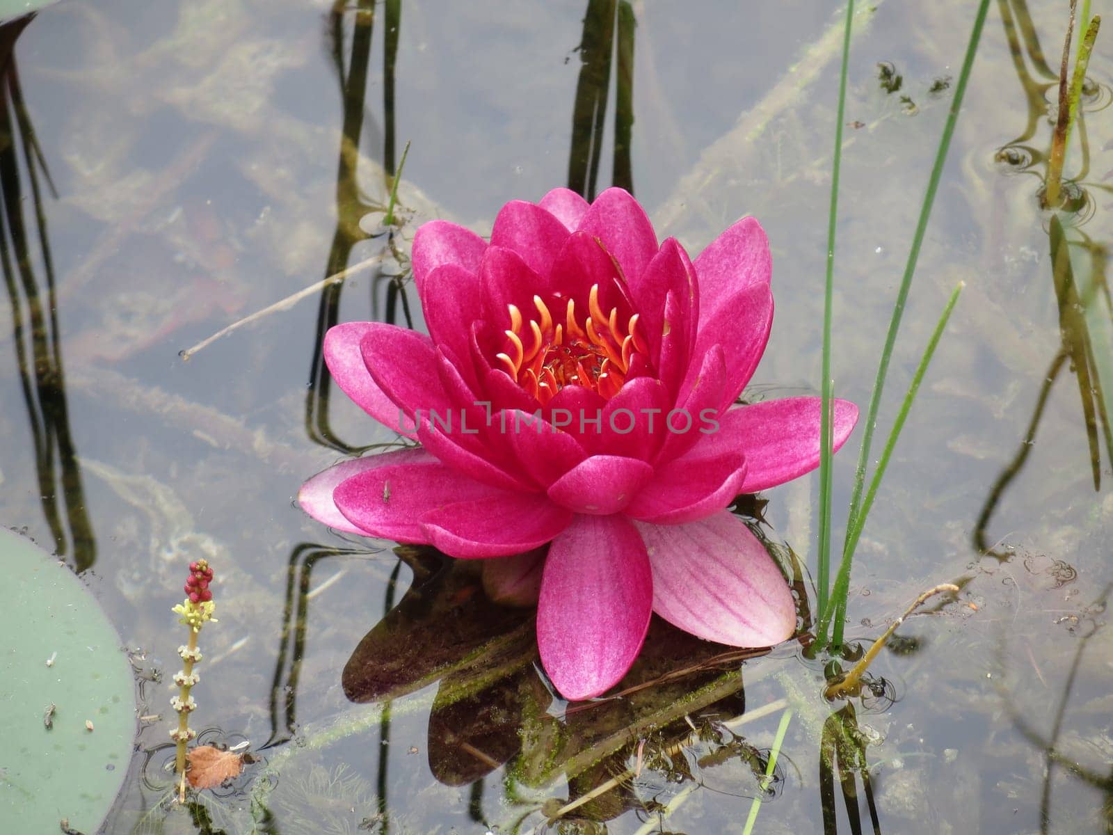 red water lily - Nymphaea