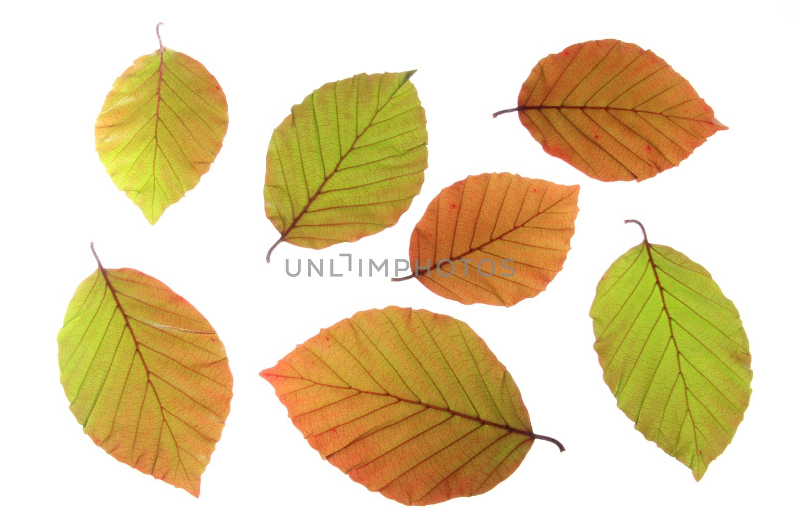 Leaves of the European beech (Fagus sylvatica f. purpurea) - fresh spring leaves exposed against a white background