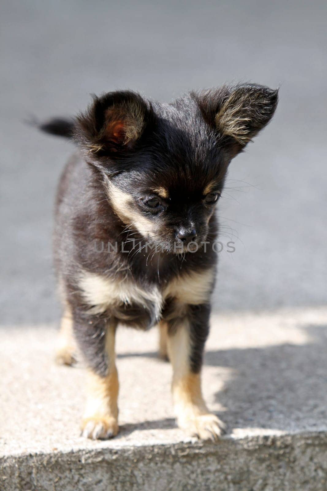 Chihuahua