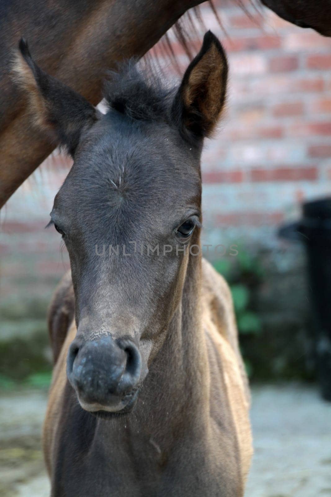 Arabian foals