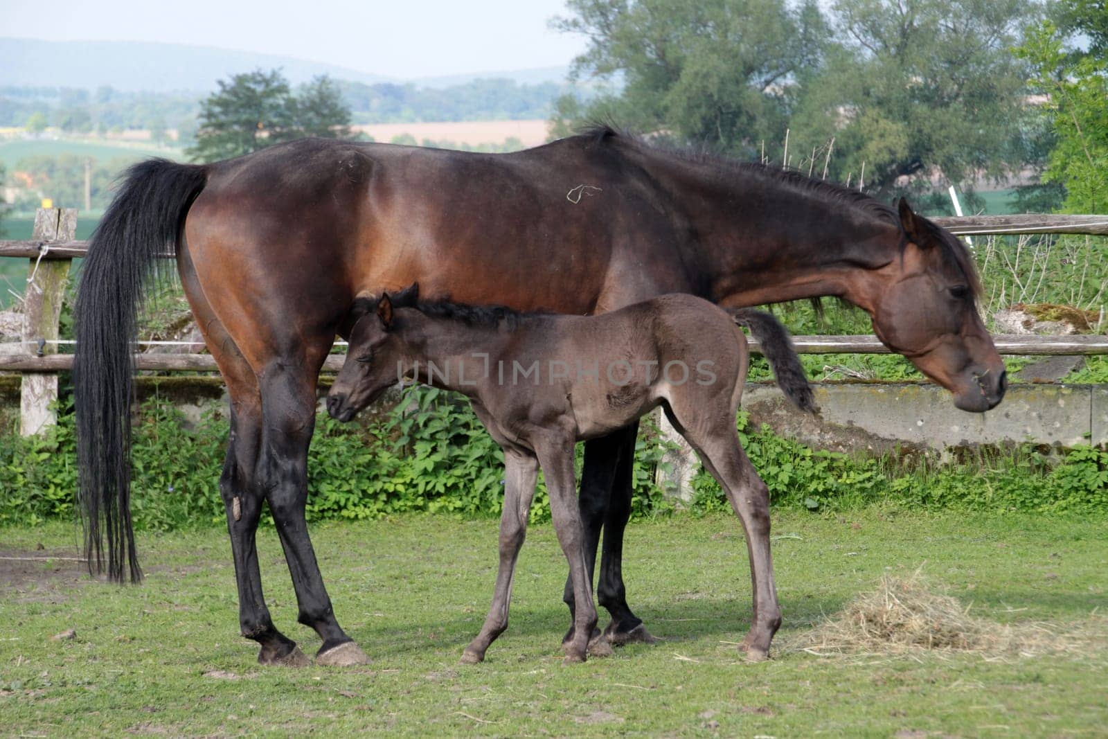 Arabian foals