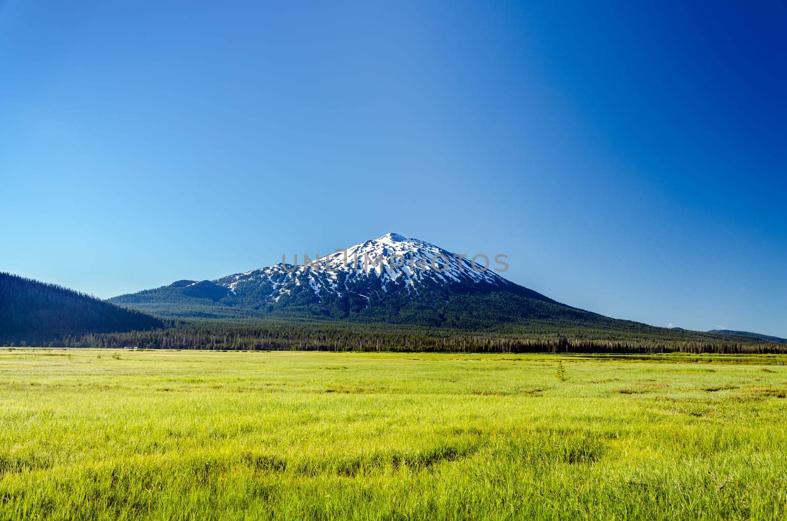 Snowy Mount Bachelor rising above a lush green meadow near Bend, Oregon